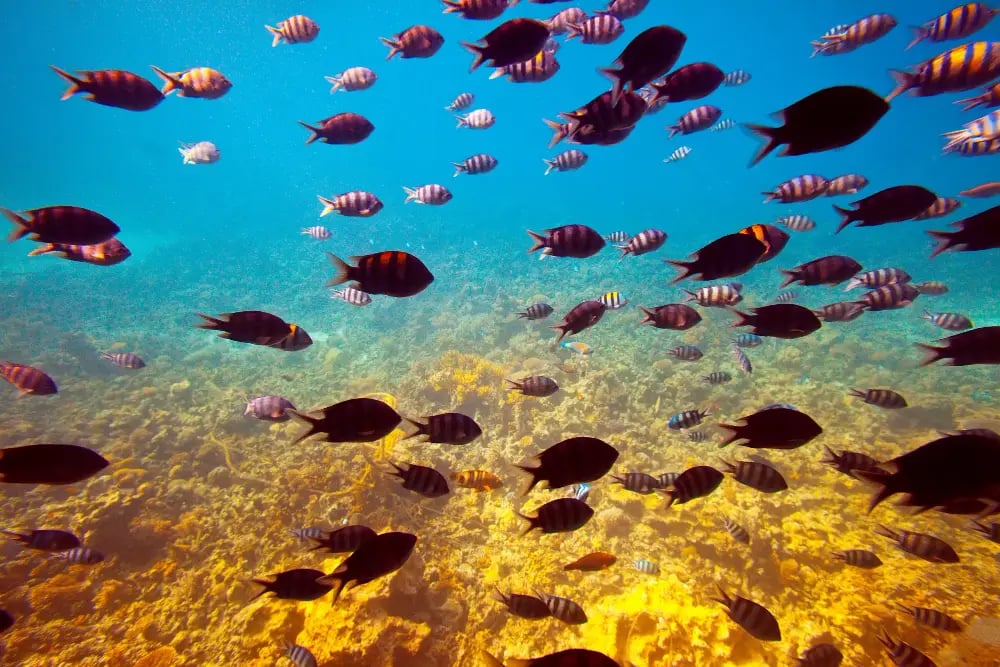 Discover Antalya Aquarium: Antalya's Marine Masterpiece
