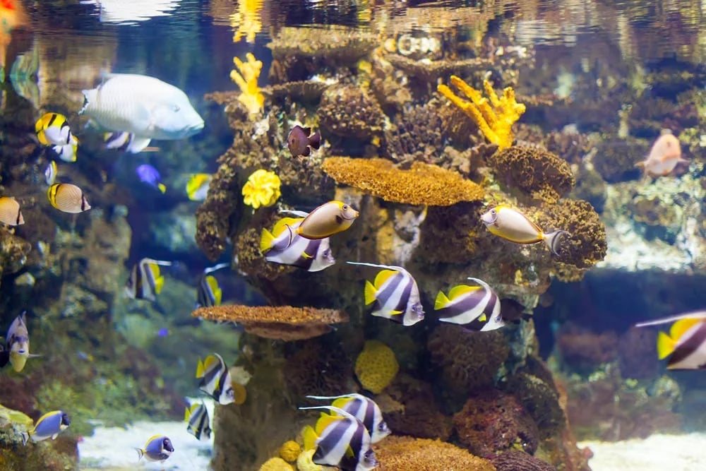 Everything to Know About The Lost Chambers Aquarium Dubai