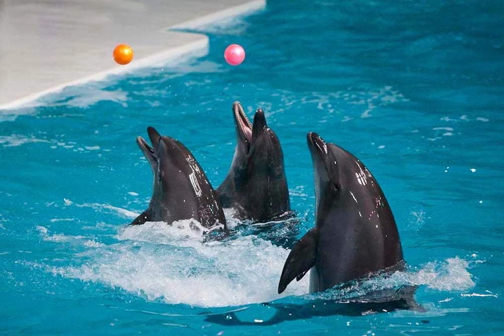 Dubai Dolphinarium: An Ultimate Family Destination