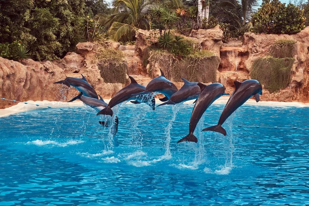 Comprehensive Tourist Guide to Dolphin Bay in Dubai