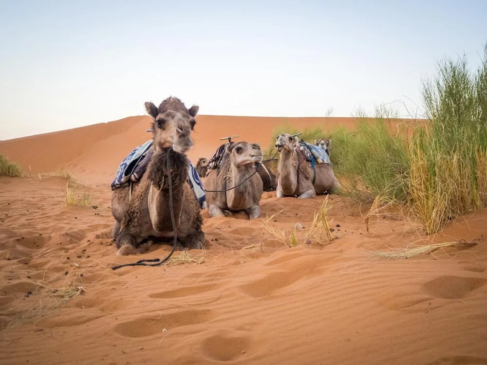محمية دبي الصحراوية: واحة الحياة البرية في قلب الإمارات